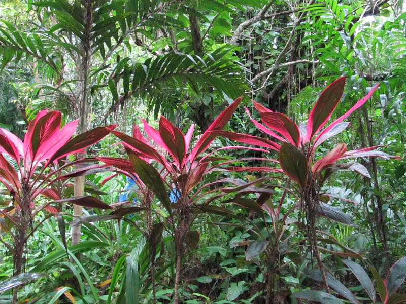 IMG_0792.JPG - Roatan Island, Honduras - Carambola Gardens